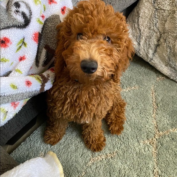 Meet your Posher, Karlie - Picture 3 of 8